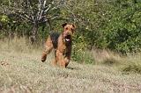 AIREDALE TERRIER 092